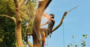 Certified Arborist for Tree Services